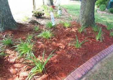 How To Paint or Dye Mulch 