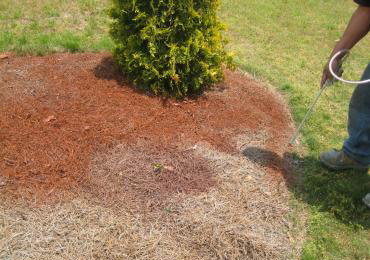 Mulch Pine straw dye painting colorant renew faded out Mulch.