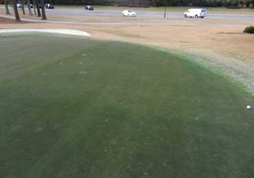 Green golf course turf dye paint.