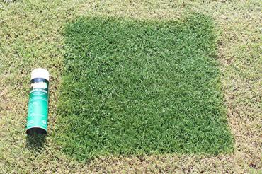 Aerosol green yard grass lawn pee spots brown spots cover up paint.