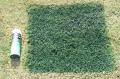 Cover up green for natural grass synthetic turf yard lawn golf greens.