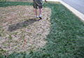 Brown Dormant Lawn Yard Grass Turf Painted Green with Turf Paint Dye.