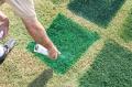 Shades green grass turf dye colorant touch up cover up paint yard lawns golf course green fairways.