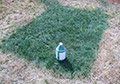 Gallon green grass turf dye paint home yard turf grass spray application.