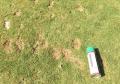 covering reparing damaged brown divot spots with aerosol can turf green