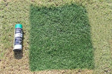 Green paint for natural grass synthetic field turf.