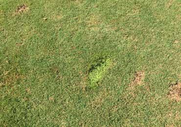 grass turf repair golf course using green aerosol paint color brown damaged spots.
