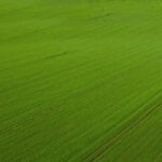 uv protectant sun screen protection for natural grass.