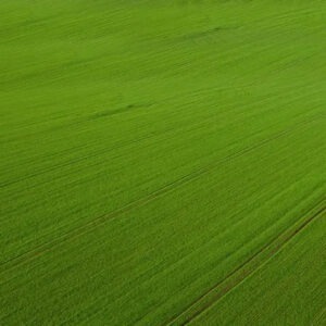 uv protectant sun screen protection for natural grass.