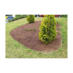 Neatly Mulched Garden Bed With Small Evergreen Tree