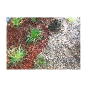 Small Garden Bed With Mulch And Green Plants Bordered By Stone