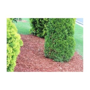 Landscaped Area With Mulch Neatly Surrounding Green Shrubs