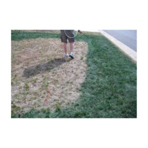 Brown Dormant Lawn Yard Grass Turf Painted Green With Turf Paint Dye.