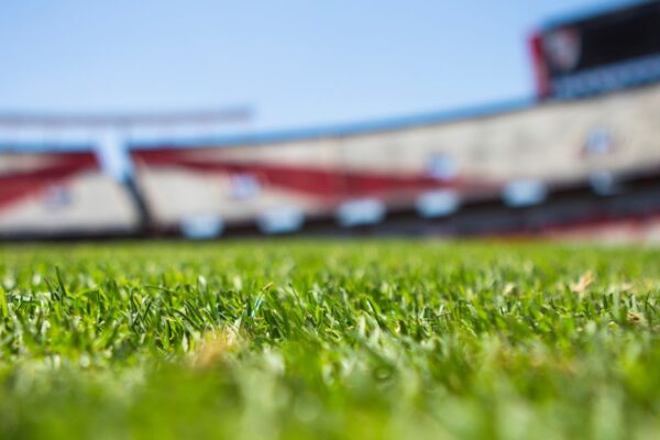 Close-Up of Grass on a Sports Field