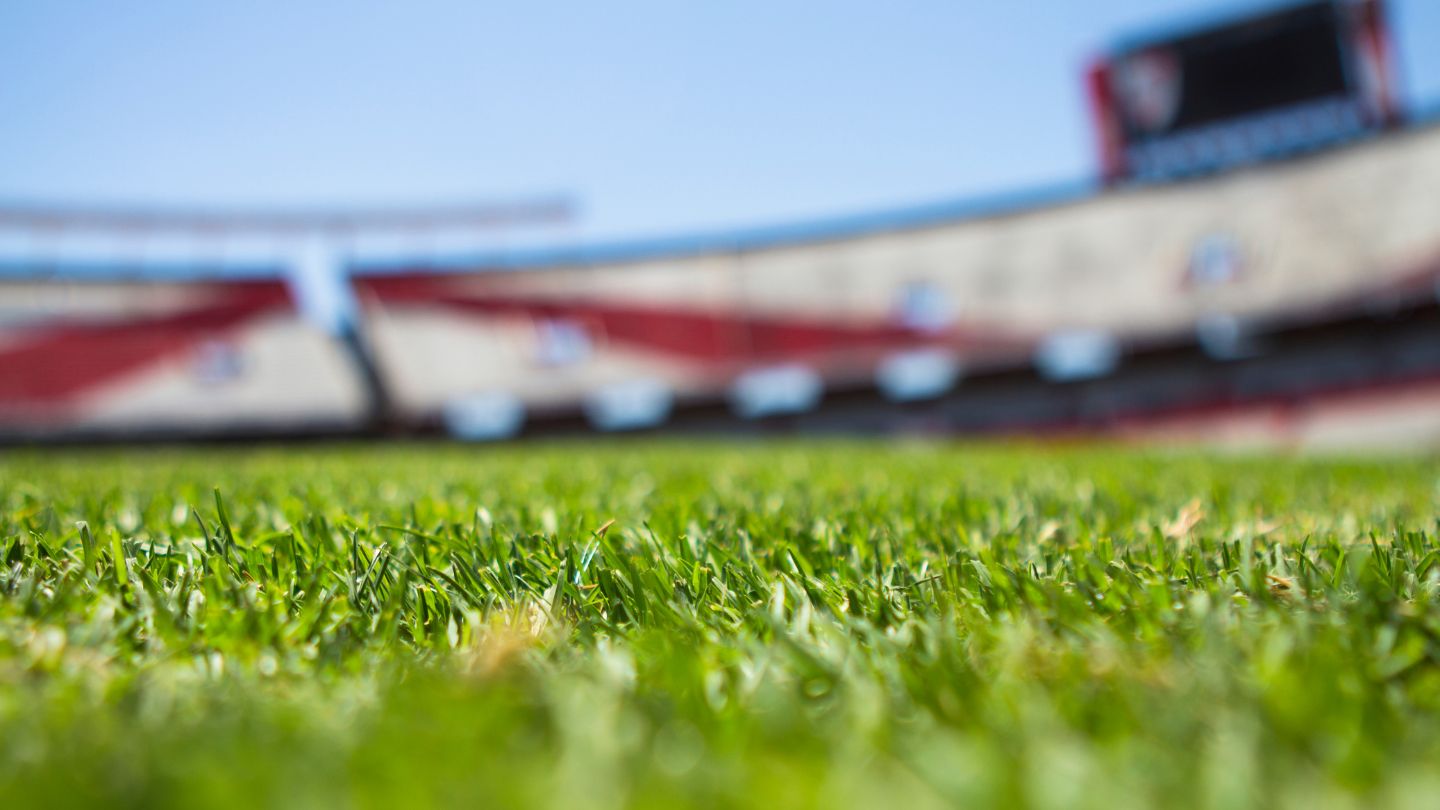 Close-Up of Grass on a Sports Field