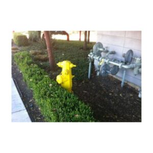 Yellow Fire Hydrant Surrounded By Fresh Landscaping