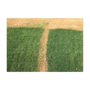 Equal In Performance In Color Durability To Edurant Premium Green Color Pigment Dye Paint.