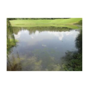 Pond Surrounded By Trees Reflecting On Calm Water