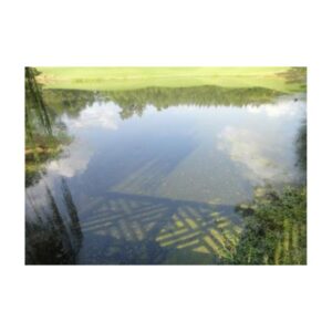 Pond Or Lake With Lily Pads