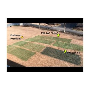 Test Formulation Of Grass Pigments Endurant Premium