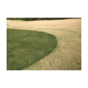 Green Turf Paint Color.